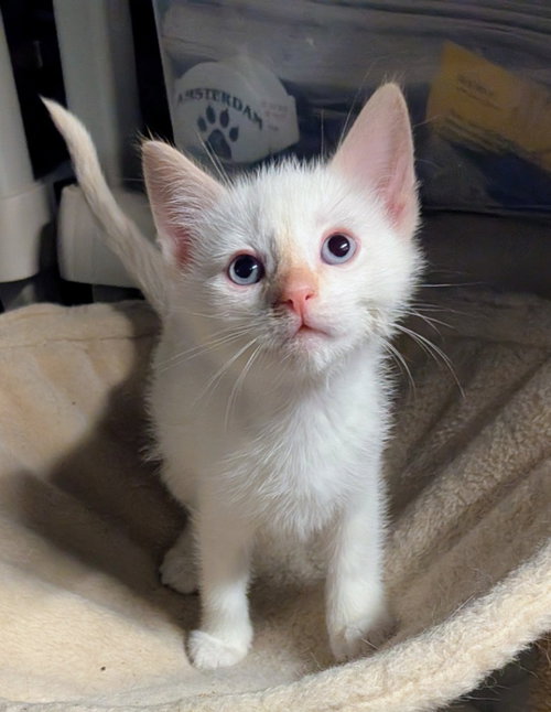 Wadsworth, a cat for adoption from Amsterdam Kitten Adoption, Inc.