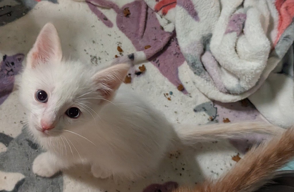 Mansfield, American Shorthair