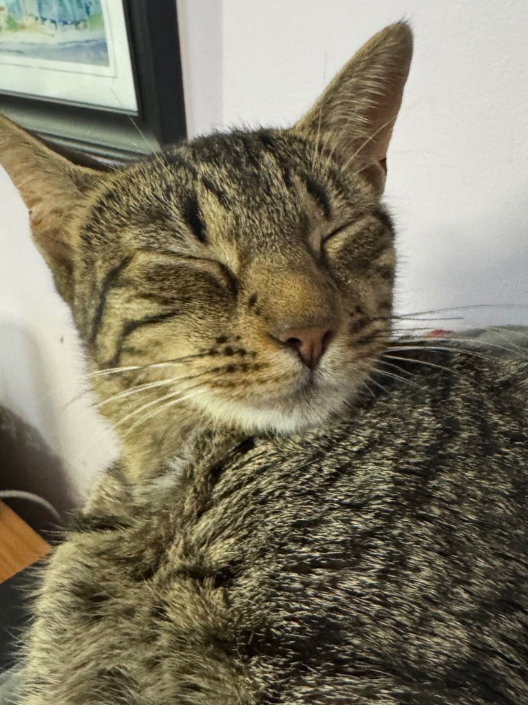 Shiitake, American Shorthair