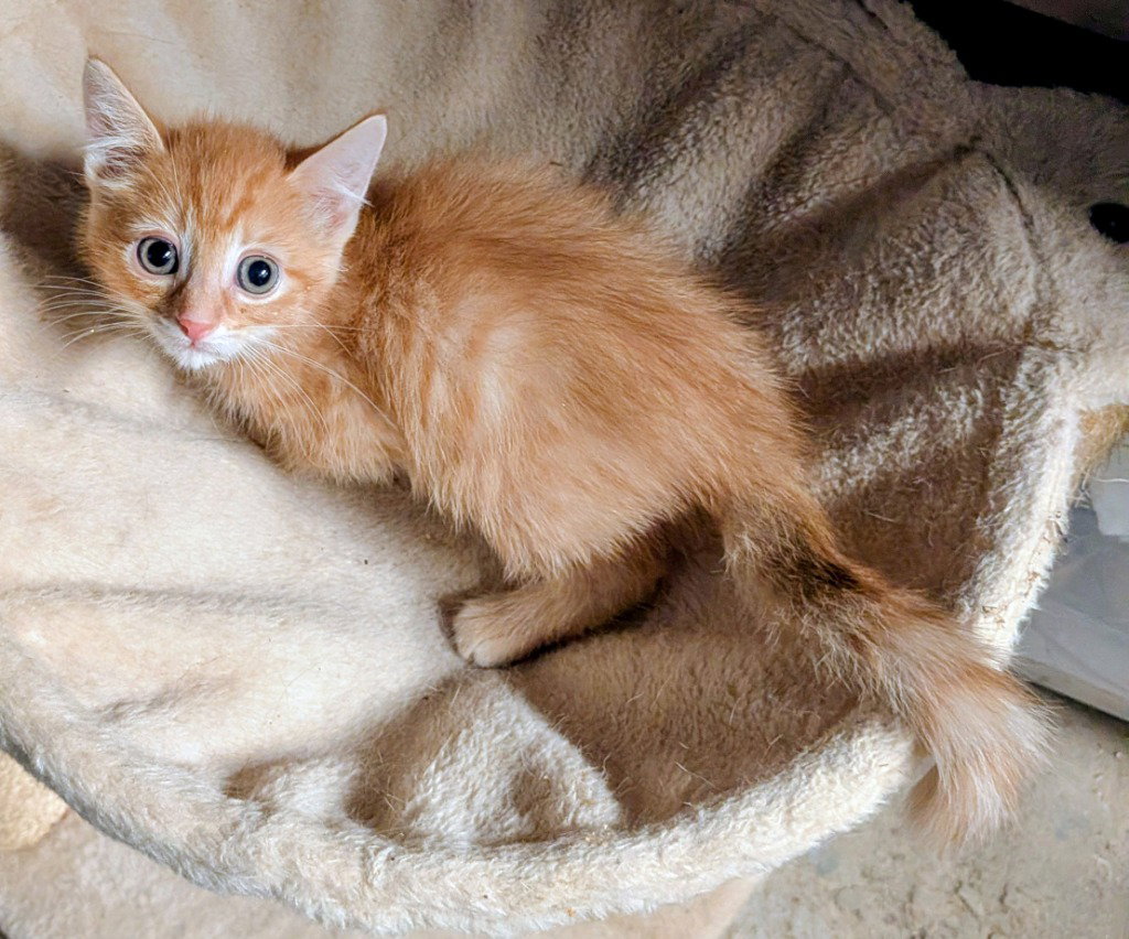 Caldwell, American Shorthair