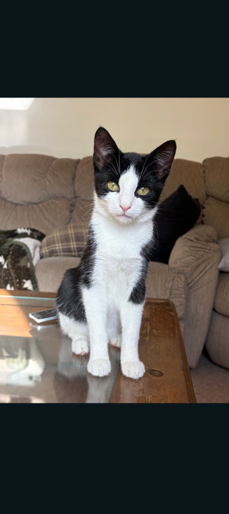 Katana, a cat for adoption from Amsterdam Kitten Adoption, Inc.