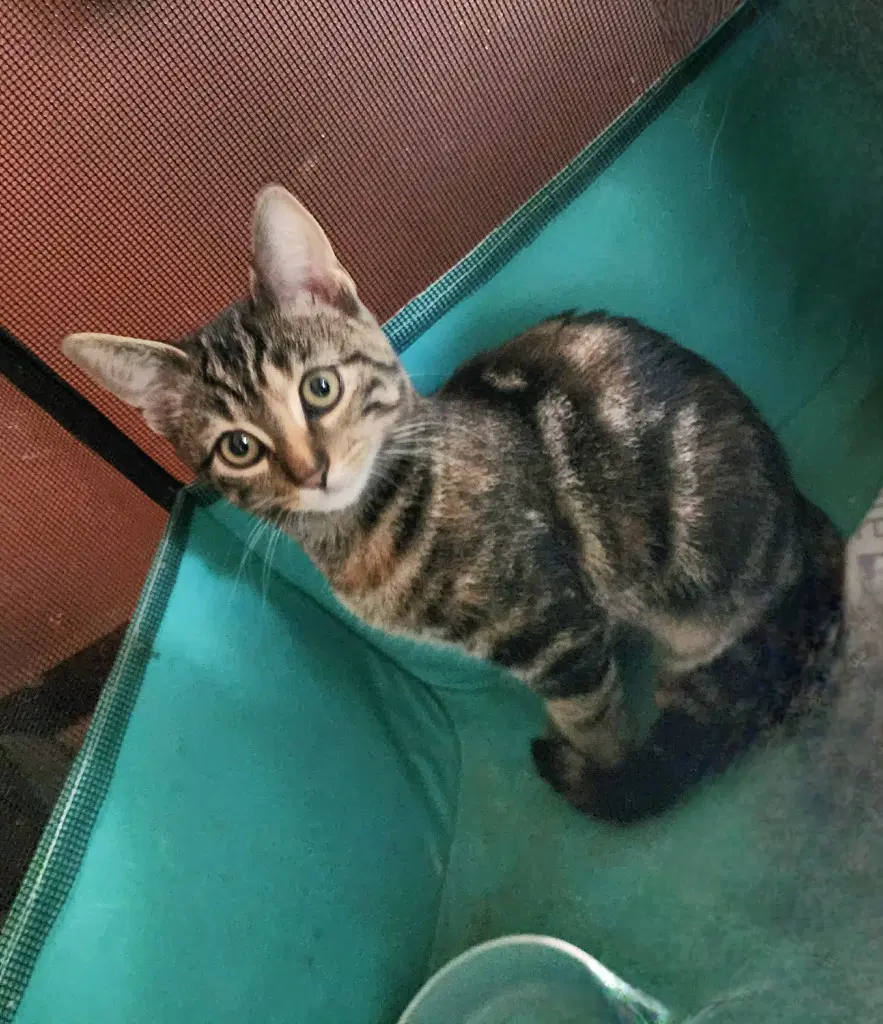 Isla - American Shorthair