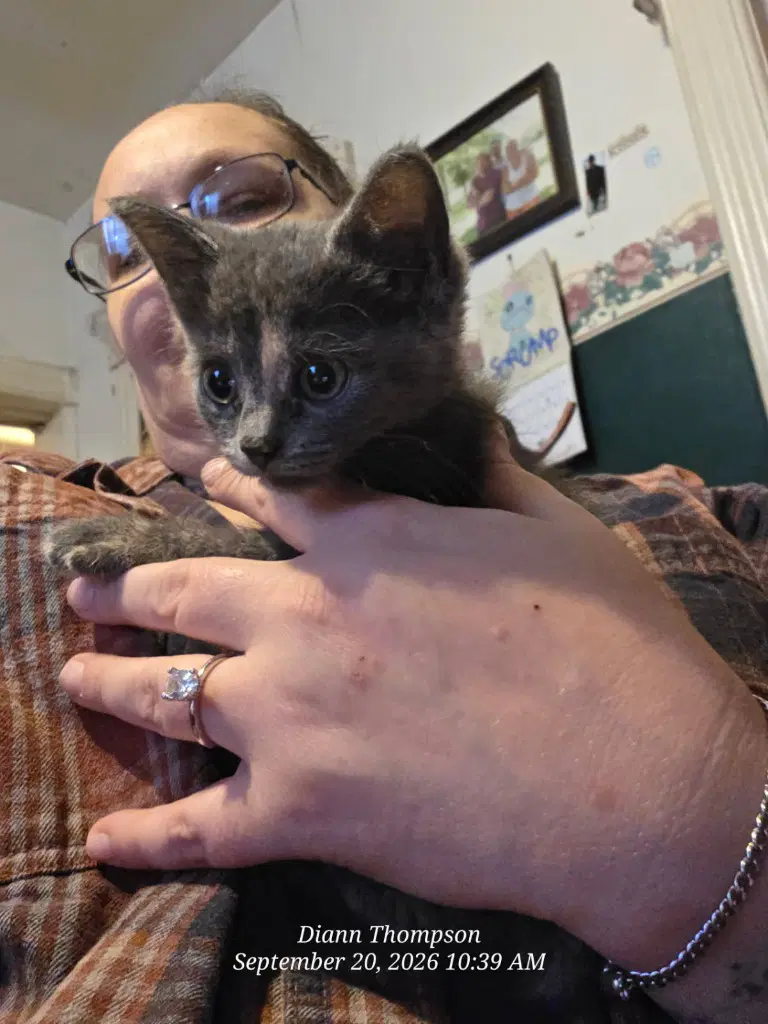 Scrappy - American Shorthair