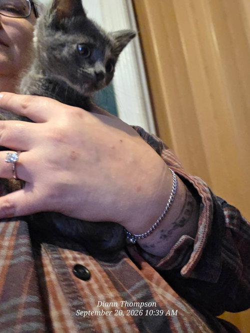 Photo 3 of Scrappy