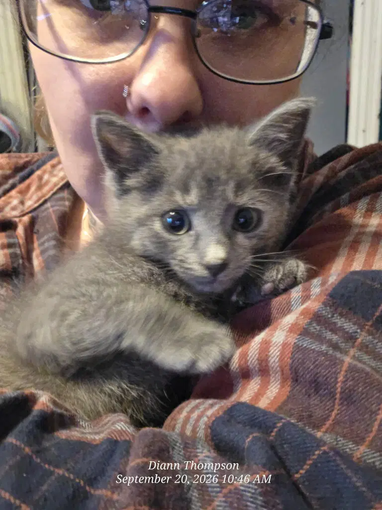 Pooh - American Shorthair