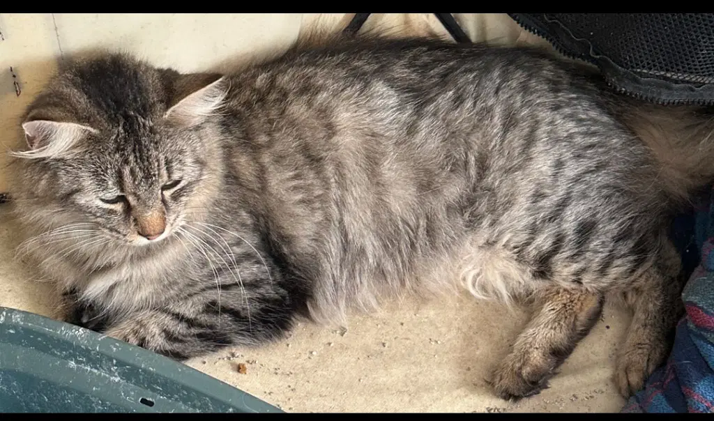 Tigre Kress - American Shorthair
