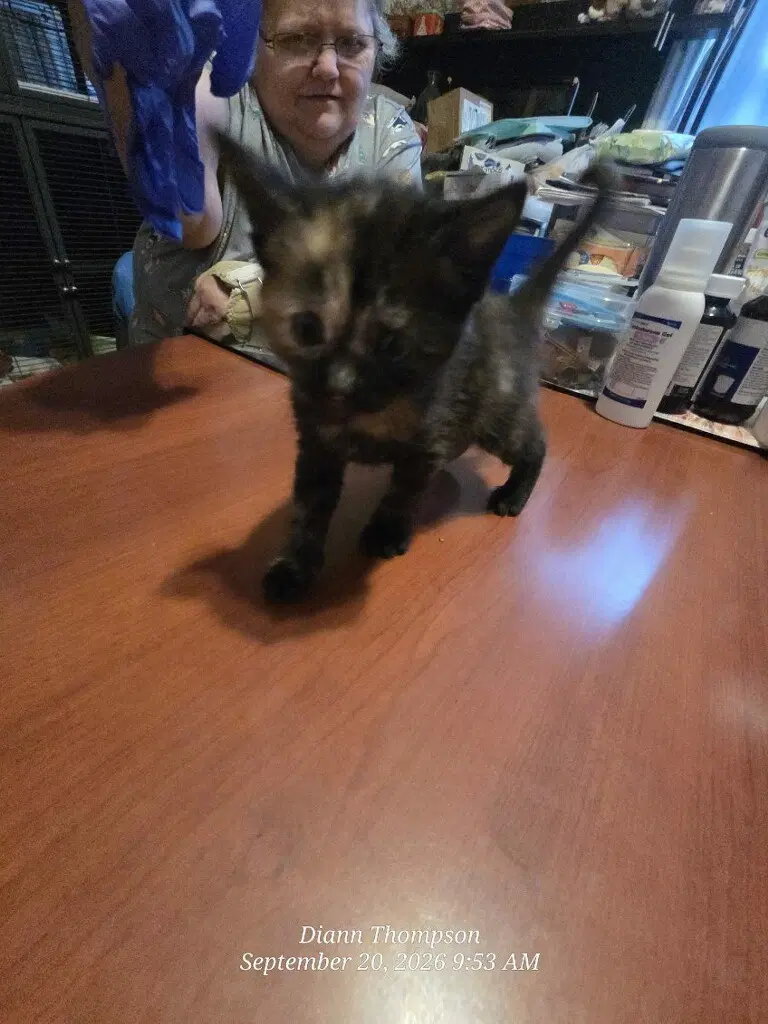 Toffee - American Shorthair