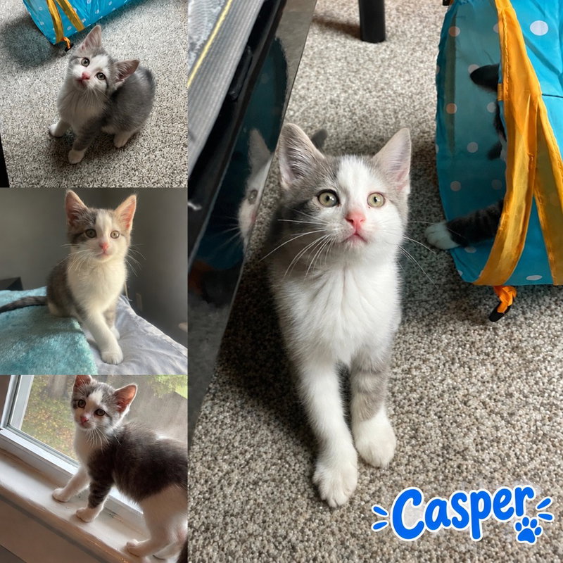Casper, a male American Shorthair kitten up for adoption
