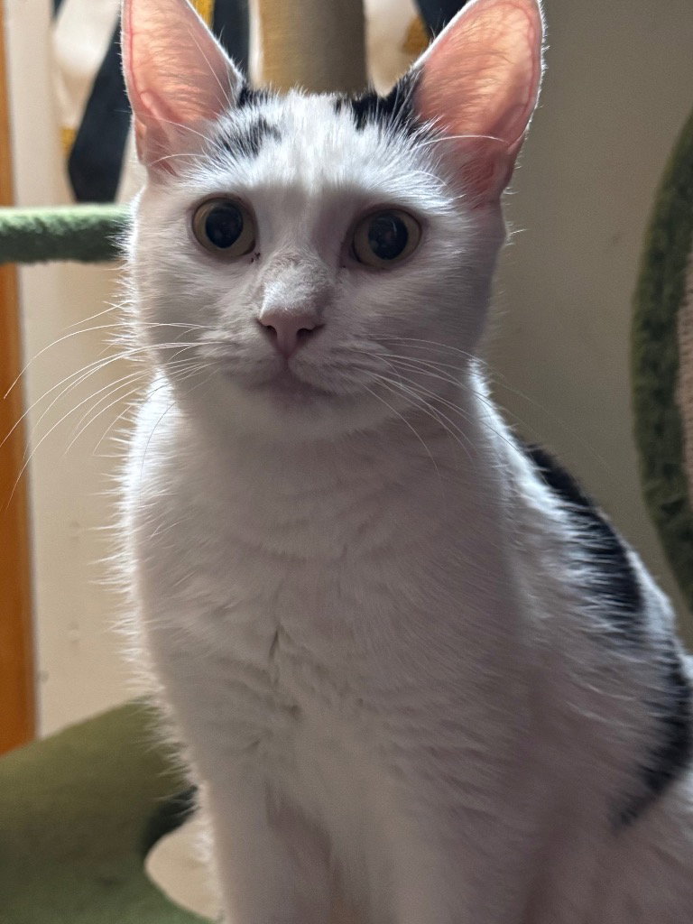 Poekie