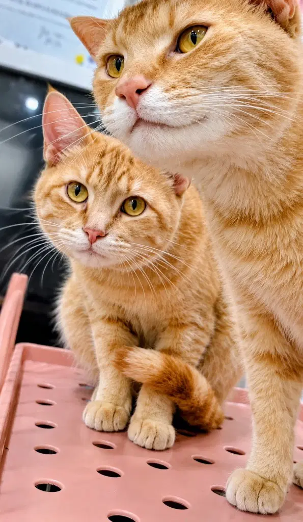 Calvin - American Shorthair