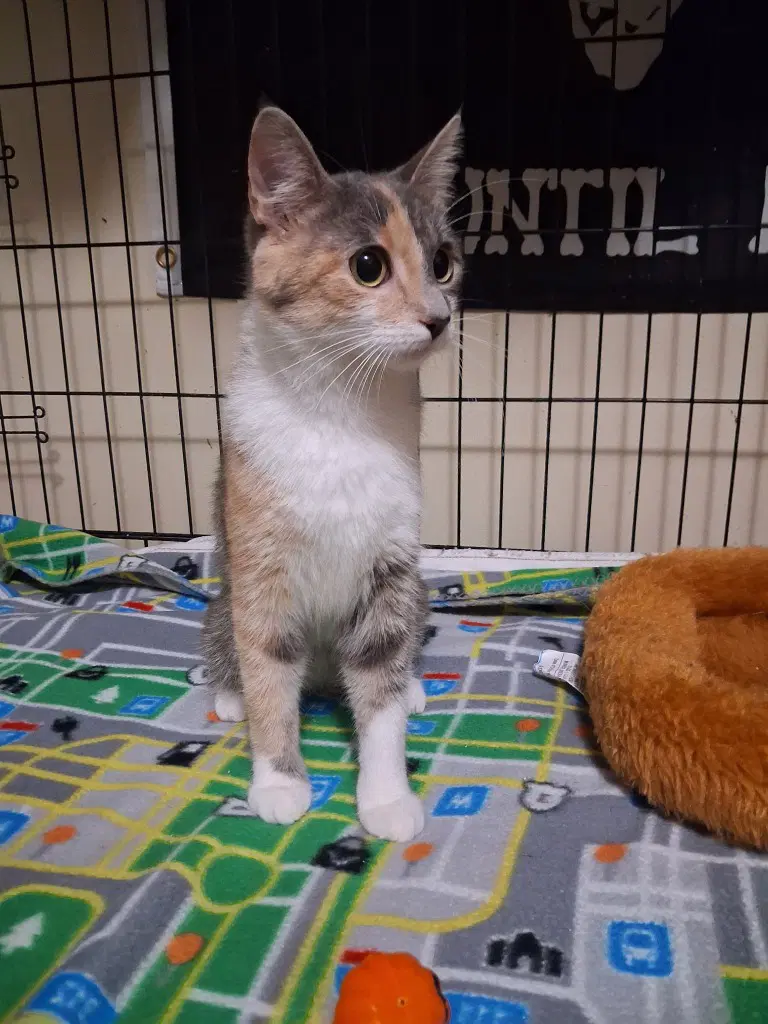 Kyttee - American Shorthair