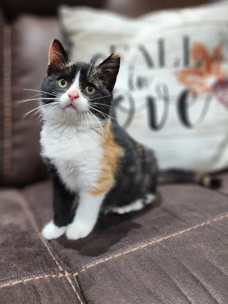 Tessa - Domestic Medium Hair
