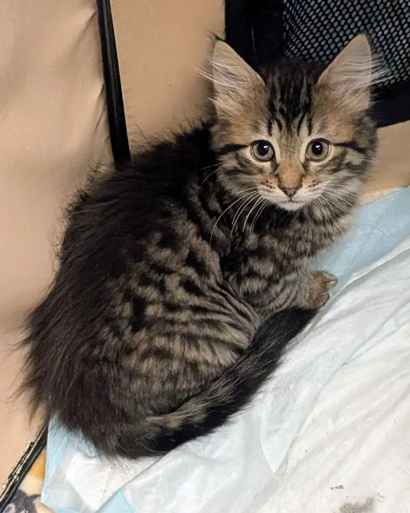 Seneca - Domestic Long Hair