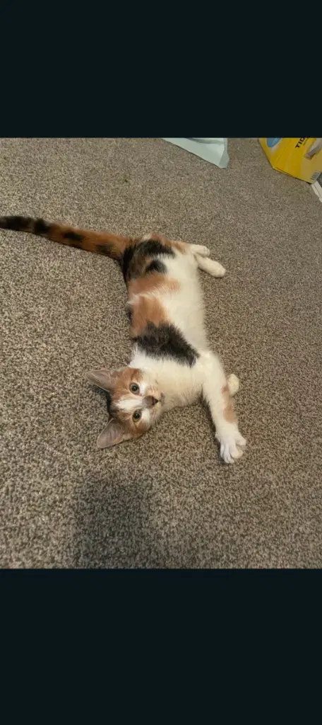 Clementine - American Shorthair