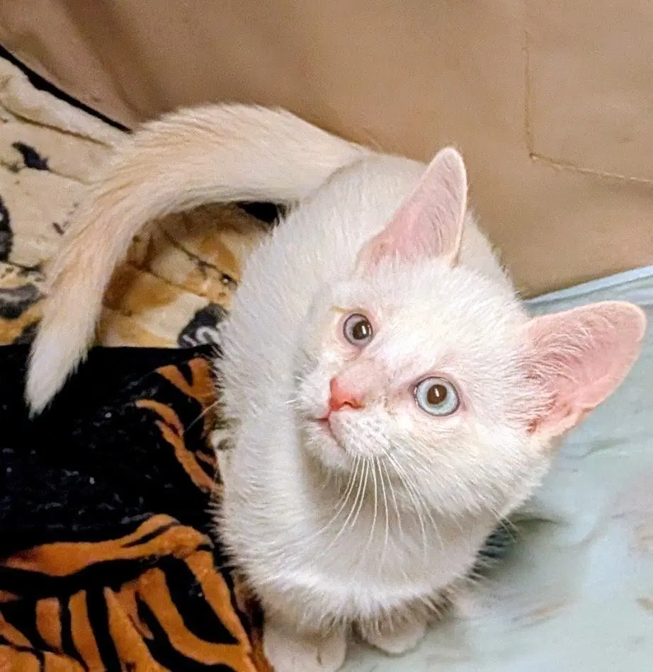 Placid - American Shorthair