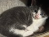 Litani — Hagaman, NY Adoption