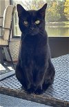 adoptable Cat in tampa, FL named Jade