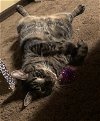 adoptable Cat in tampa, FL named Olive