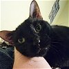 adoptable Cat in tampa, FL named Lady Slipper