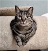 adoptable Cat in tampa, FL named Skeeter