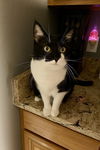 adoptable Cat in tampa, FL named Katara