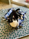 adoptable Cat in tampa, FL named Katara