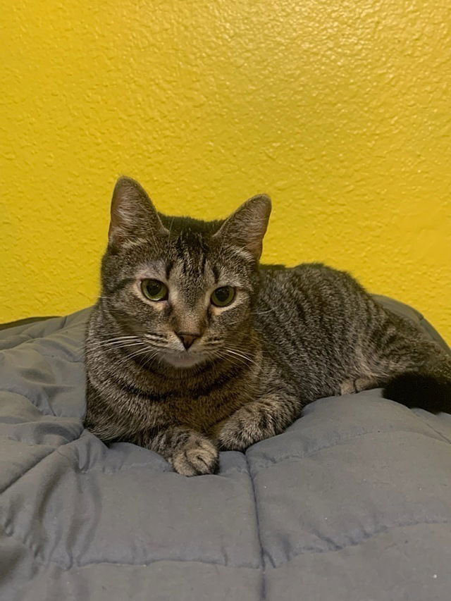 adoptable Cat in Tampa, FL named Angel