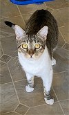 adoptable Cat in tampa, FL named Chestnut