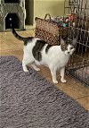 adoptable Cat in tampa, FL named Elmer