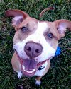 adoptable Dog in tampa, FL named Momo