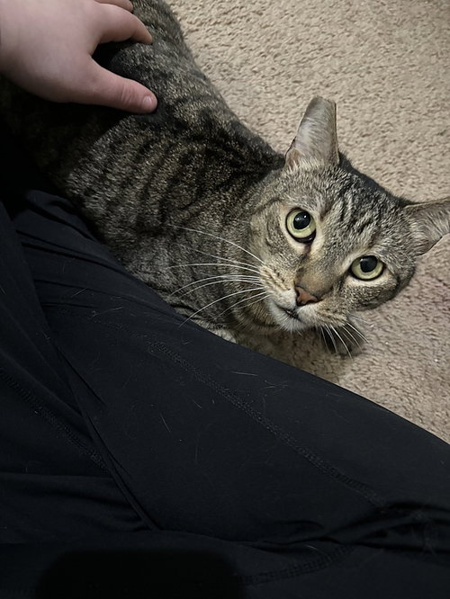 Layla, Adult Domestic Short Hair (short coat), cat for adoption in Largo, Florida
