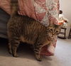 adoptable Cat in tampa, FL named Layla
