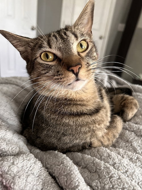 Cayman, Young Domestic Short Hair (short coat), cat for adoption in Largo, Florida
