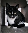 adoptable Cat in tampa, FL named Phoenix