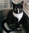 adoptable Cat in tampa, FL named Moxie