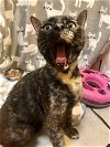 adoptable Cat in tampa, FL named Polly K