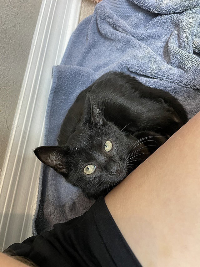 Cats for Adoption in Sarasota, Florida Alpha Paw
