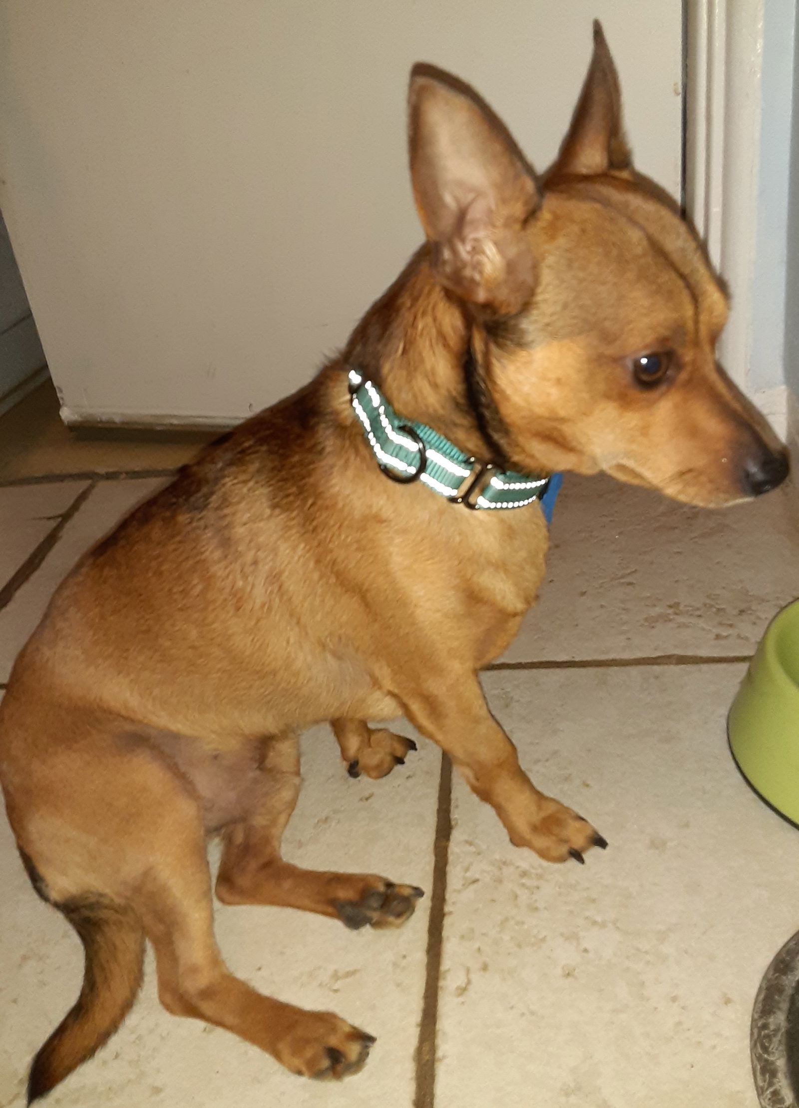 Dog for adoption foxy a chihuahua in lutz fl alpha paw