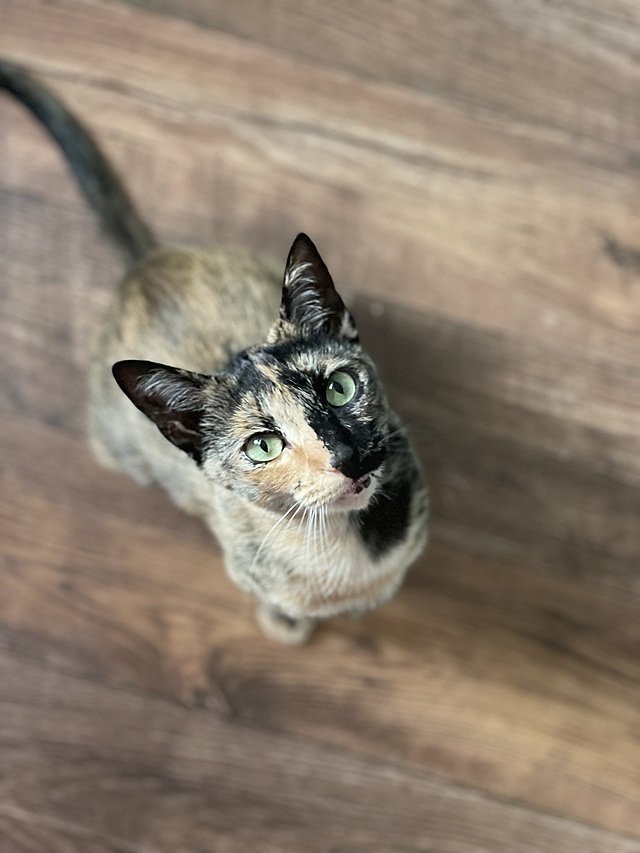 adoptable Cat in Tampa, FL named Frida