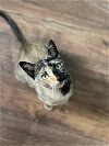 adoptable Cat in tampa, FL named Frida