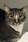 adoptable Cat in tampa, FL named Sulu