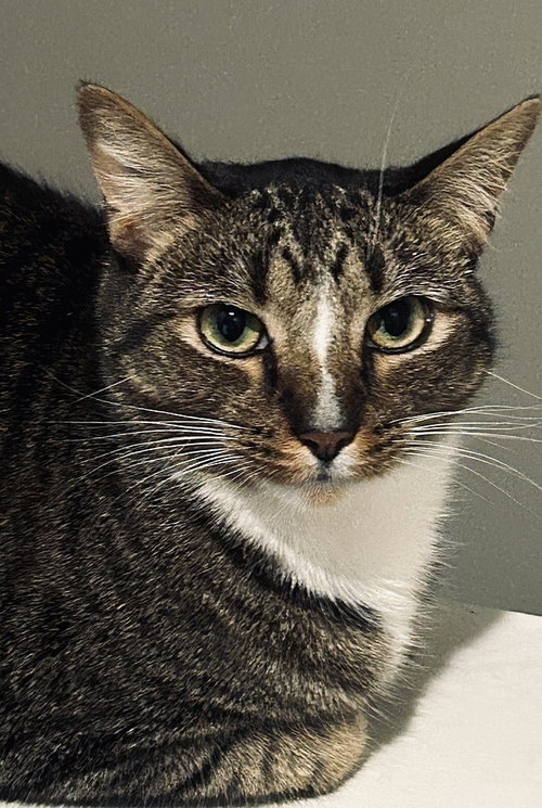 Sulu, Adult Domestic Short Hair (short coat), cat for adoption in Largo, Florida