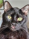 adoptable Cat in tampa, FL named Midnight