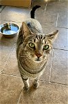 adoptable Cat in tampa, FL named Ronin
