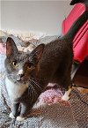 adoptable Cat in tampa, FL named Shelley