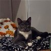 adoptable Cat in tampa, FL named Graycie