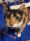adoptable Cat in tampa, FL named Cali