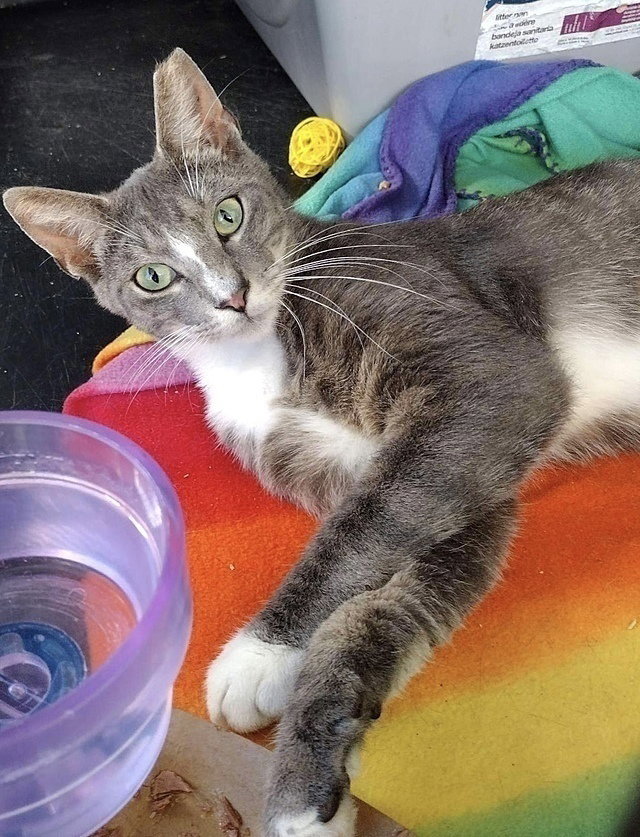 Cats for Adoption in Crystal Springs, Florida Alpha Paw