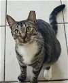 adoptable Cat in tampa, FL named Shilo
