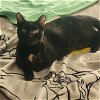 adoptable Cat in tampa, FL named Echo